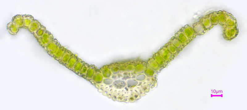 Trichostomum tenuirostre